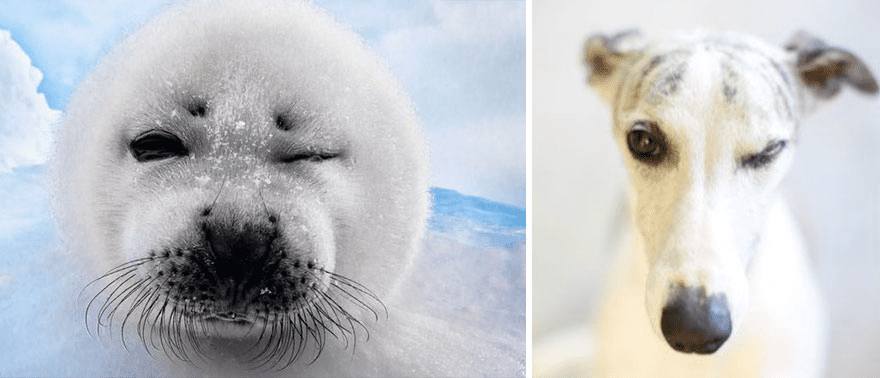 Adorable seal