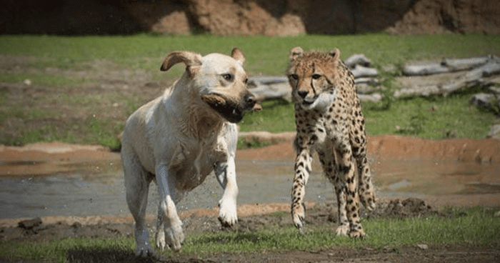 cheetah with cute dog