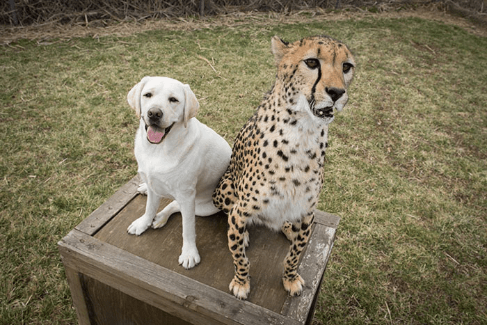 cheetah with cute dog