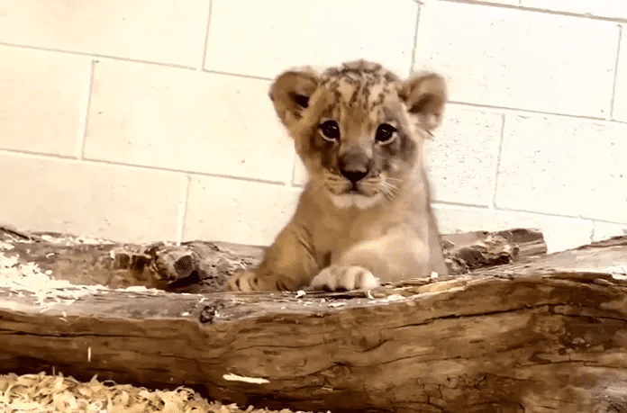 Daddy Lion with his  Baby Cub 