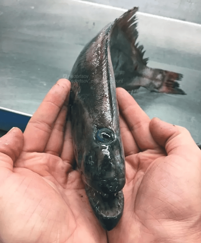 unique fish