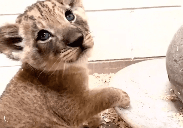 Daddy Lion with his  Baby Cub 