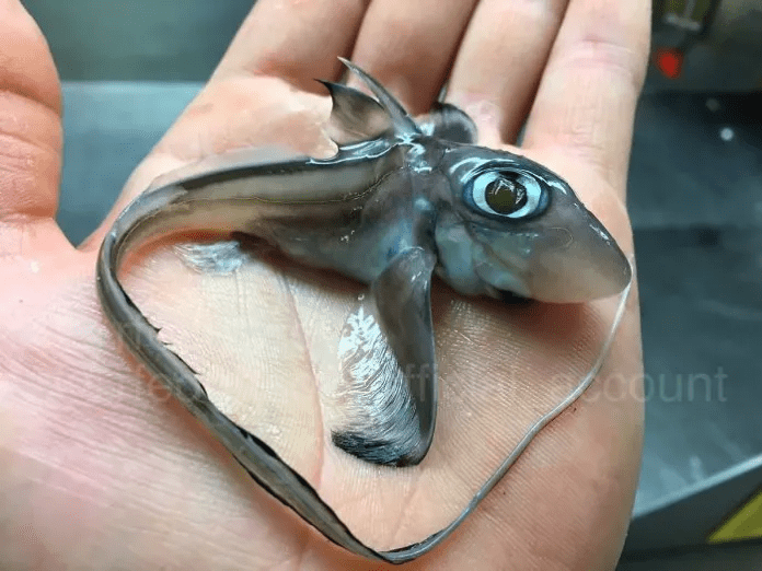 unique fish