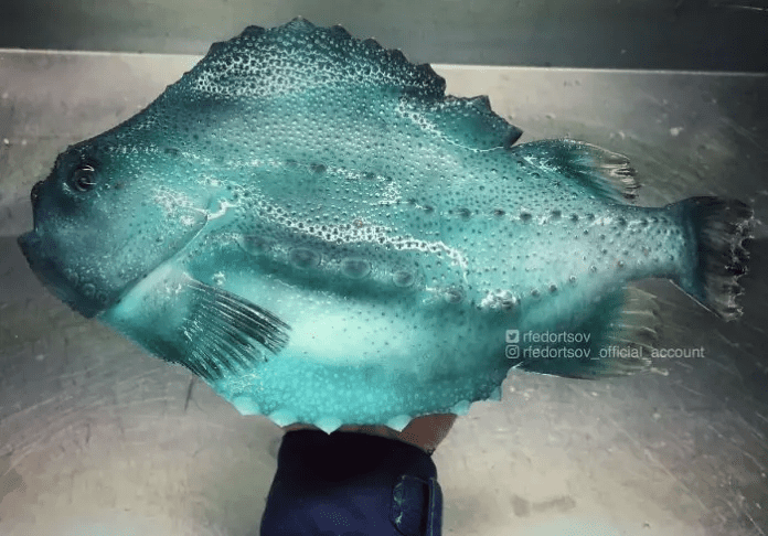 unique fish