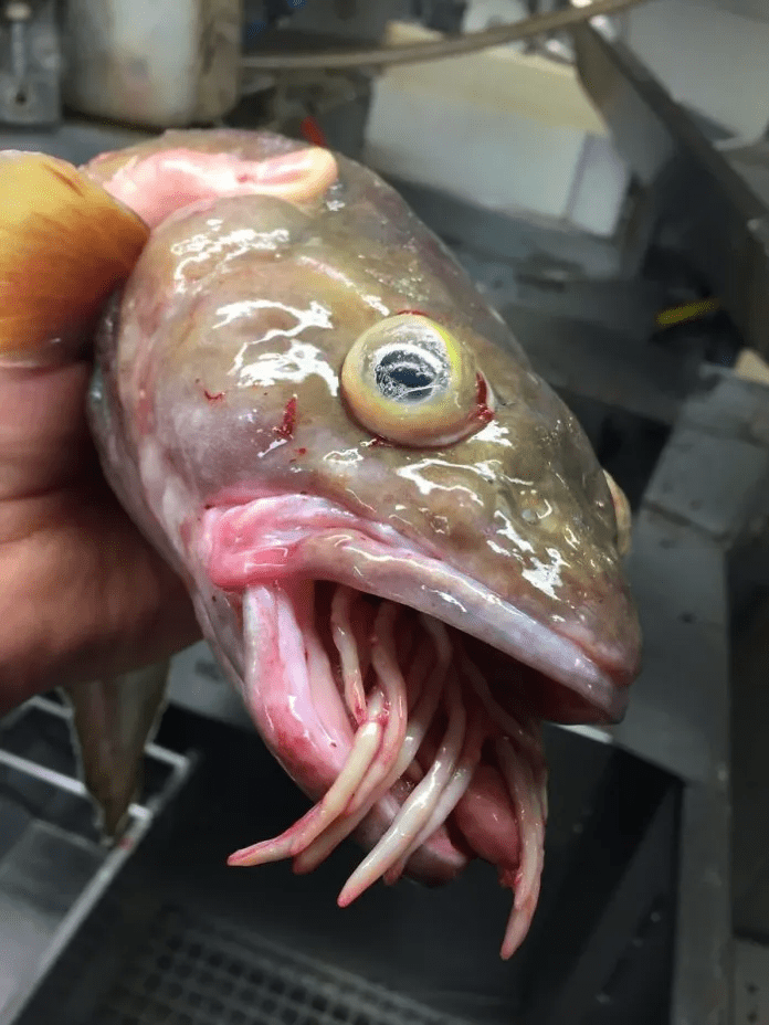 unique fish