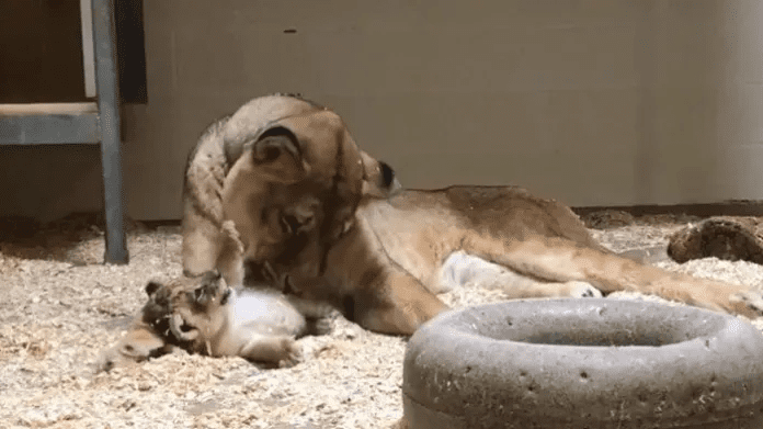 Daddy Lion with his  Baby Cub 