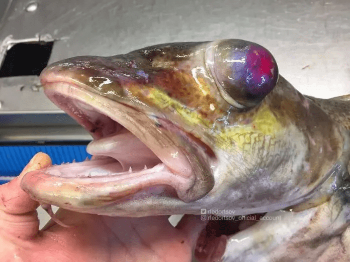 unique fish