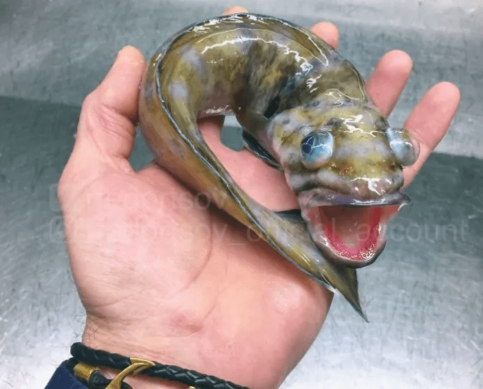 unique fish