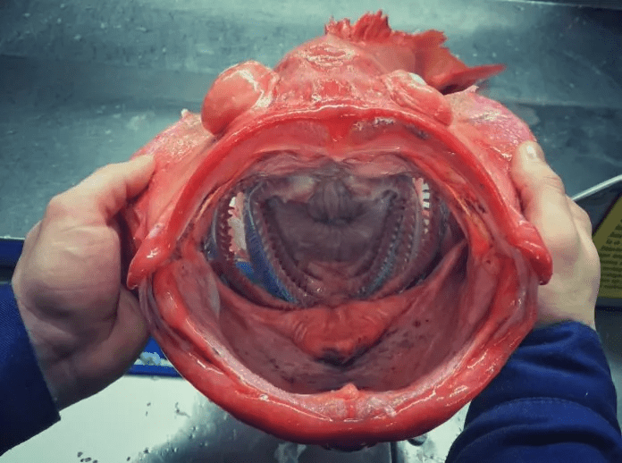 unique fish