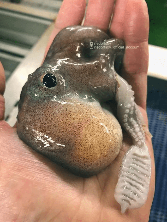 unique fish