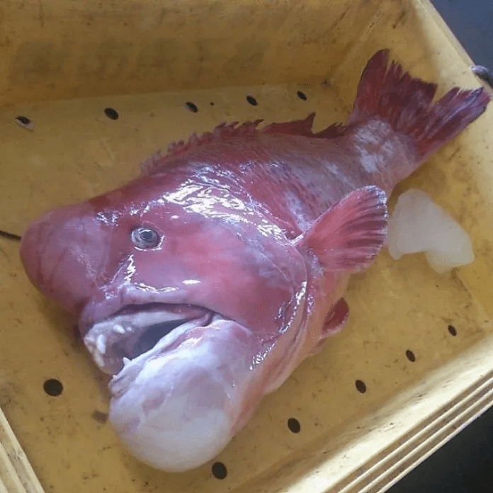 unique fish