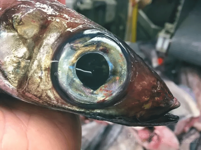 unique fish