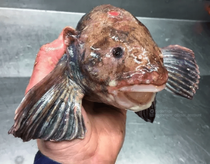 unique fish