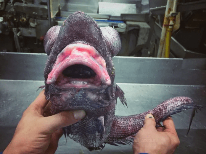 unique fish