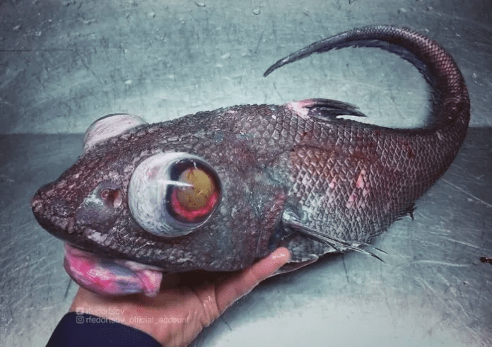 unique fish
