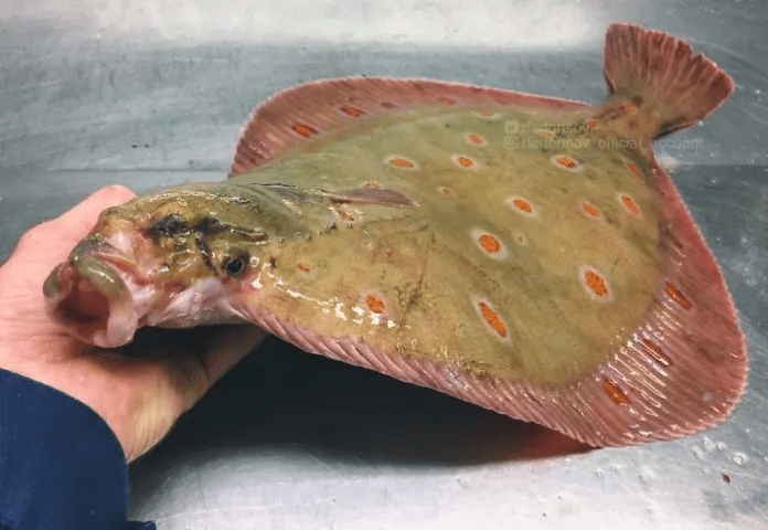 unique fish