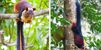 multi-colored giant squirrels