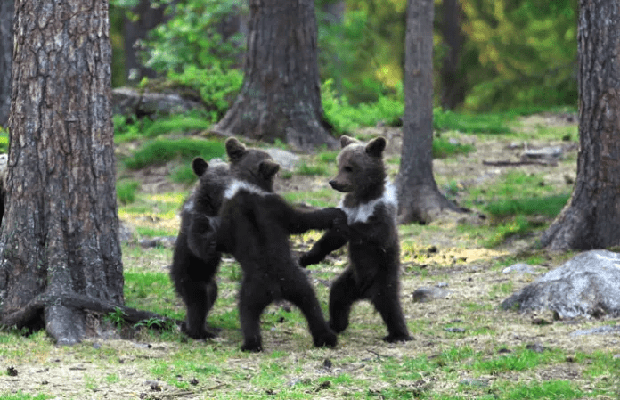 Bear Cubs