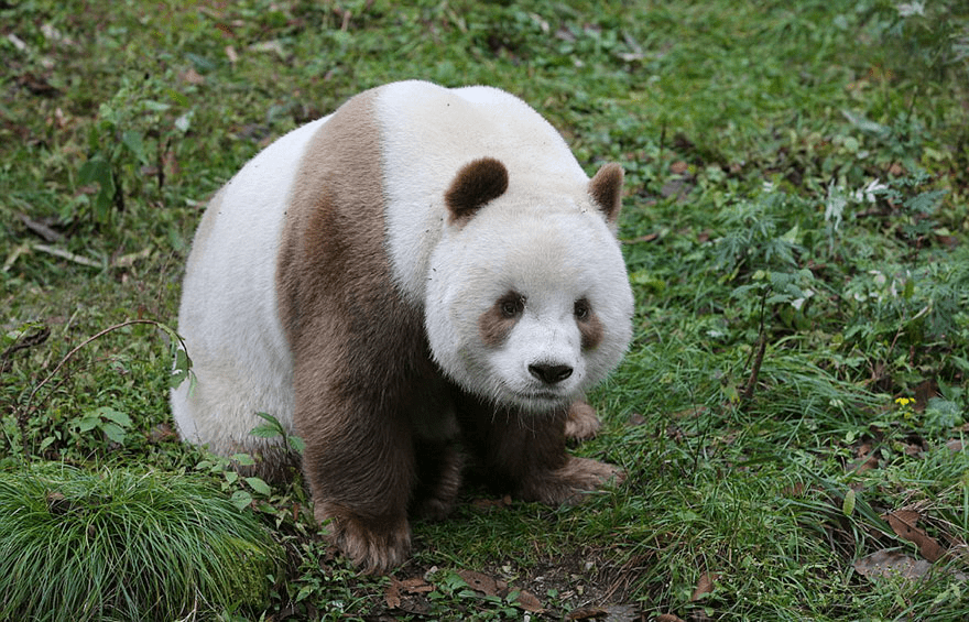 Brown Panda