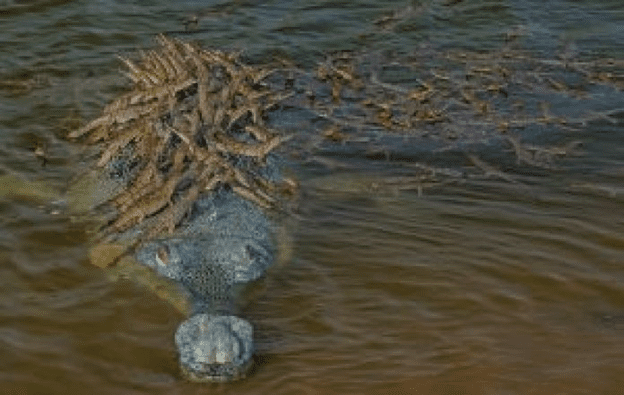 crocodile with kids