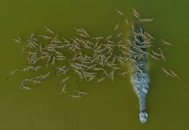 crocodile with kids