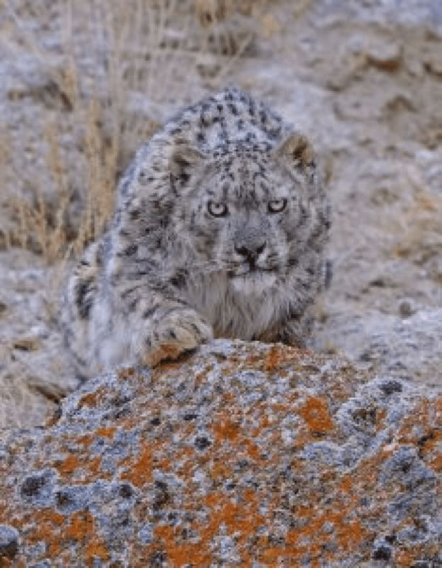 snow leopard