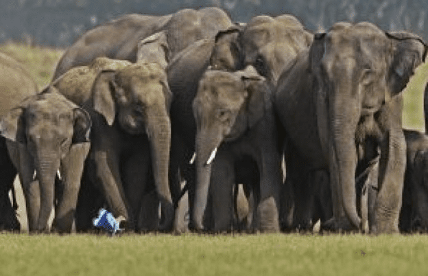 A herd of elephant