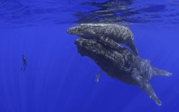 a humpback whale & child