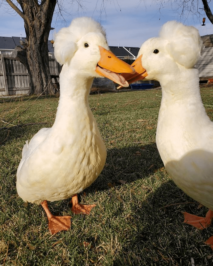  Ducks