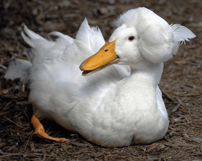  Ducks