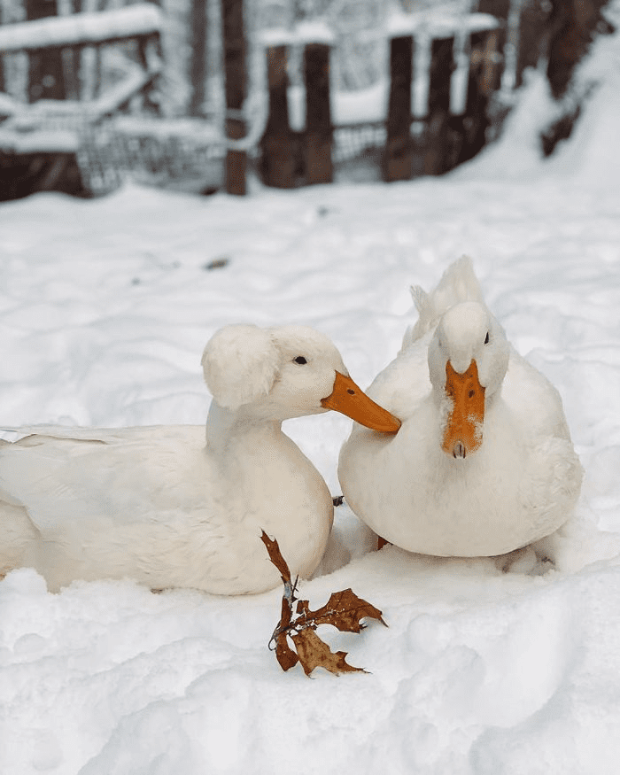  Ducks