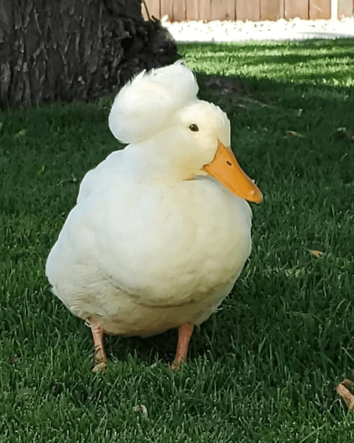  Ducks