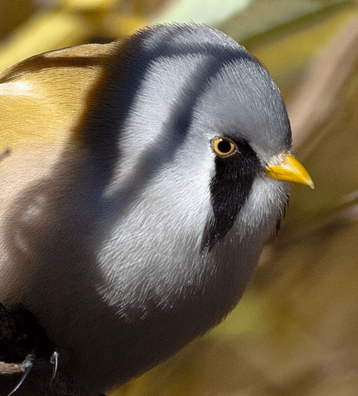 Round Bearded Birds