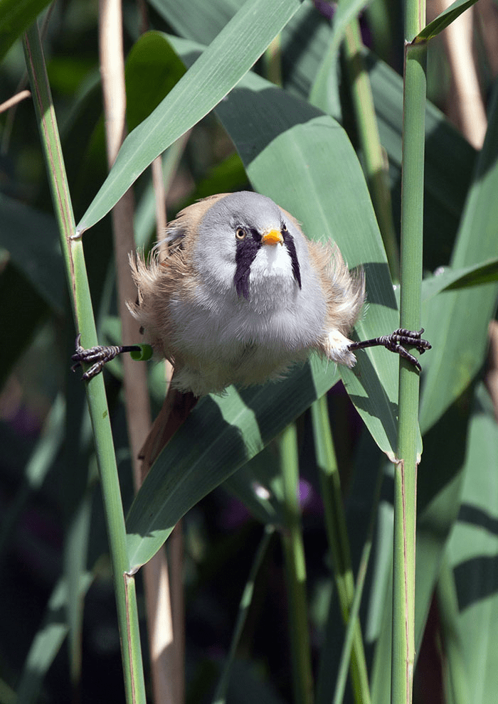 Round Bearded Birds