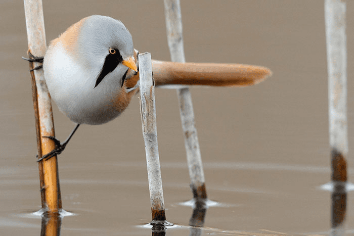 Round Bearded Birds