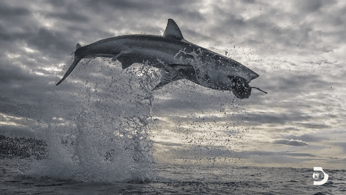 white shark jumps 15 feet