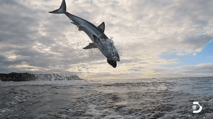 white shark jumps 15 feet