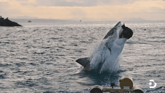 white shark jumps 15 feet