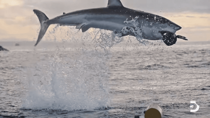 white shark jumps 15 feet