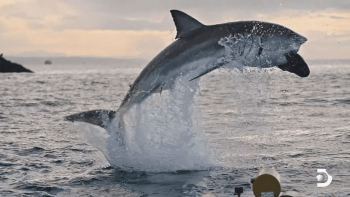 white shark jumps 15 feet