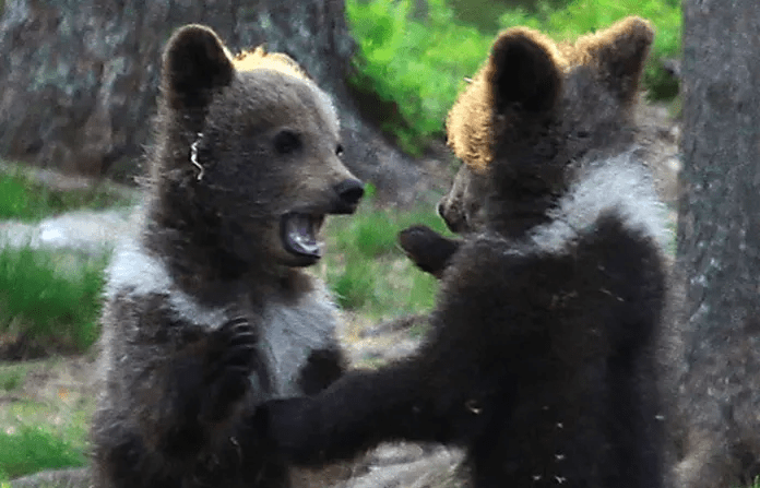 Bear Cubs