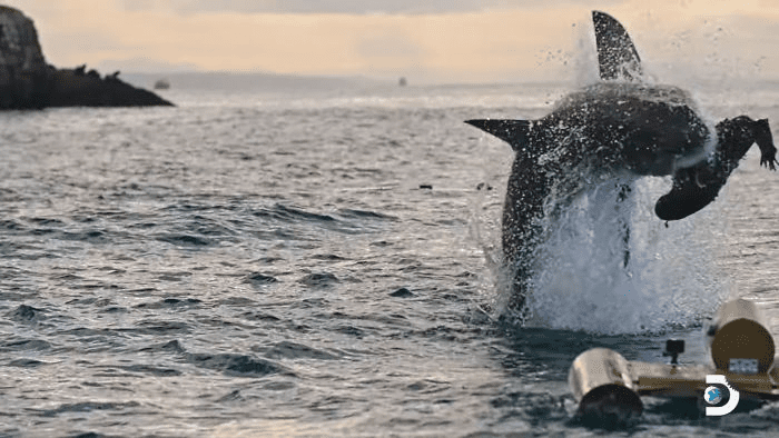 white shark jumps 15 feet