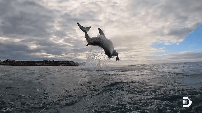 white shark jumps 15 feet