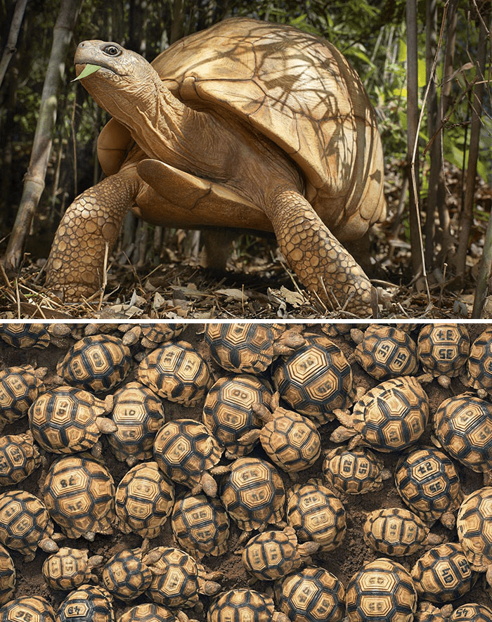 Ploughshare Tortoise