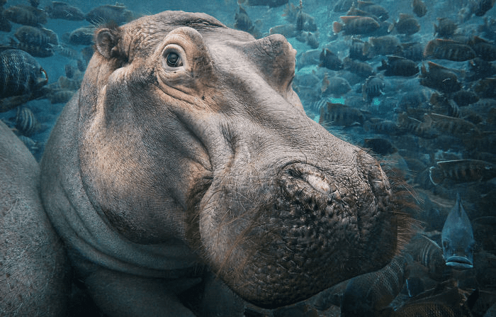 Hippopotamus