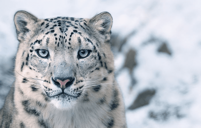 Snow Leopard