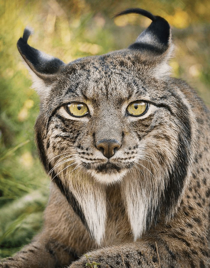  Iberian Lynx