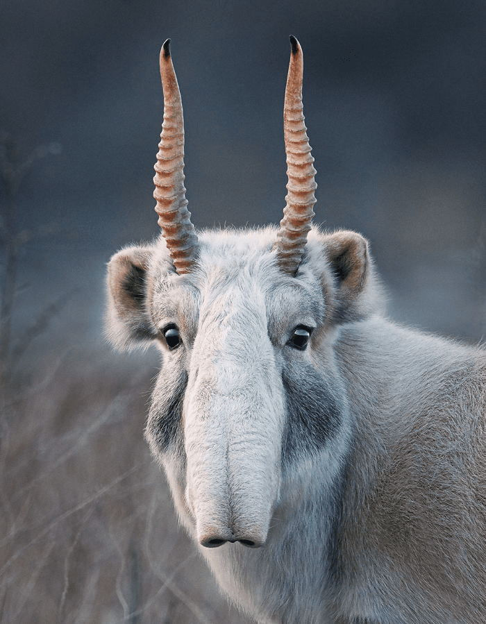 Saiga