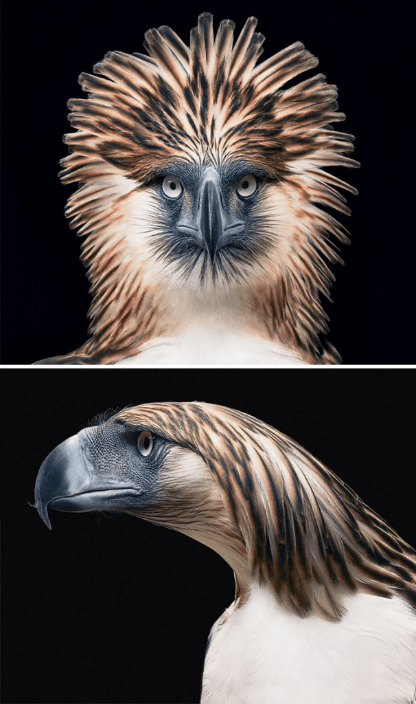  Philippine Eagle
