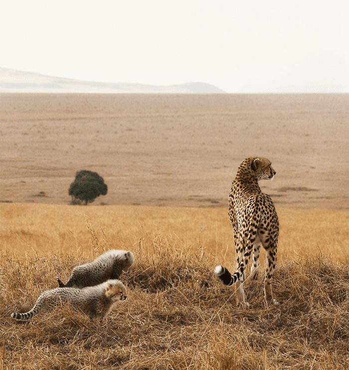 Cheetah With Cubs